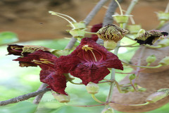 Kigelia africana